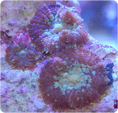 actinodiscus spp