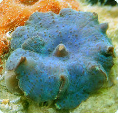 actinodiscus spp