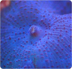 actinodiscus spp
