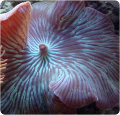 actinodiscus spp