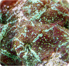 actinodiscus spp