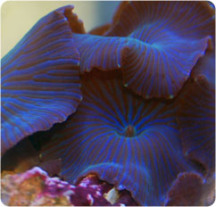 actinodiscus spp