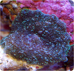 actinodiscus spp