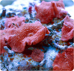 actinodiscus spp