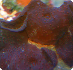 actinodiscus spp