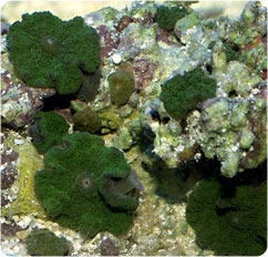 actinodiscus spp