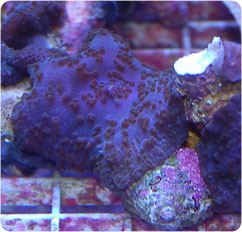 actinodiscus spp