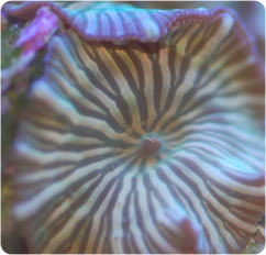 actinodiscus spp