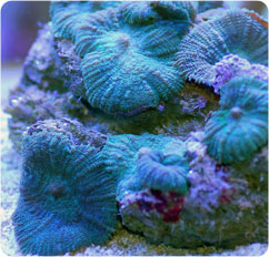 actinodiscus spp