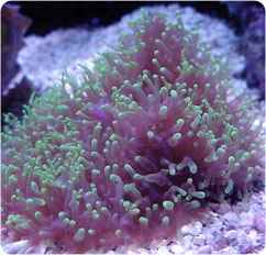 rhodactis spp