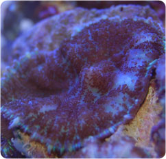actinodiscus spp