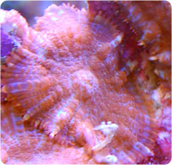 actinodiscus spp