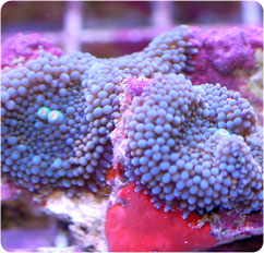 ricordea florida