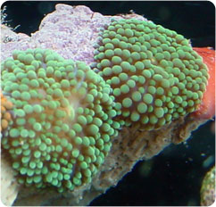 ricordea florida