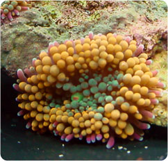 ricordea florida
