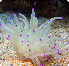condylactis spp