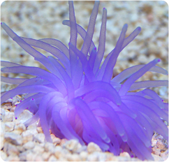 condylactis spp