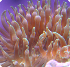 entacmaea quadricolor