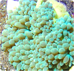 entacmaea quadricolor