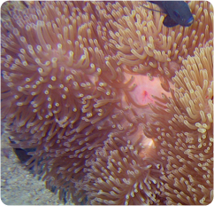 heteractis magnifica