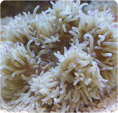 heteractis crispa