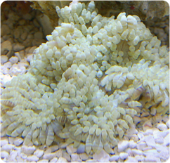 heteractis spp
