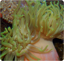 macrodactyla doreensis