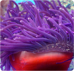 macrodactyla doreensis