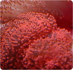 stichodactyla gigantea