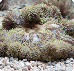 stichodactyla gigantea