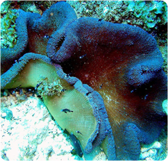 stichodactyla gigantea