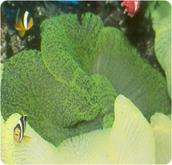 stichodactyla haddoni