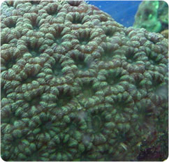 acanthastrea lordhowensis