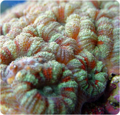 acanthastrea lordhowensis