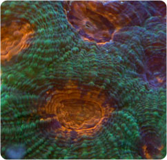 acanthastrea spp