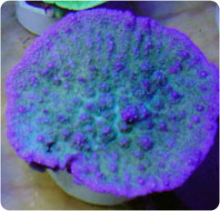 acropora efflorescens