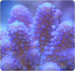 acropora spp