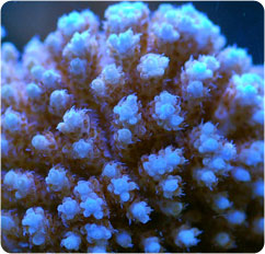 acropora spp