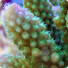 acropora spp