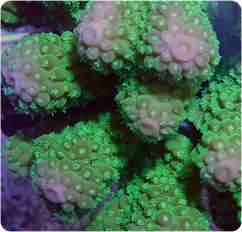 acropora spp