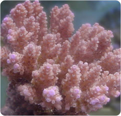 acropora spp