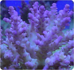 acropora spp