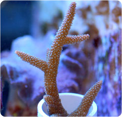 acropora spp