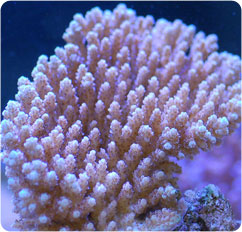 acropora spp
