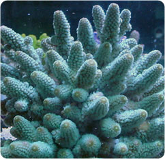 acropora spp