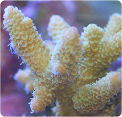 acropora spp