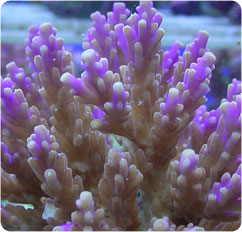 acropora valida
