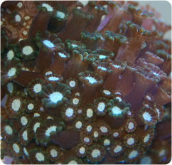 alveopora spp