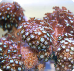 alveopora spp