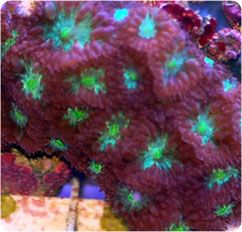 blastomussa merleti